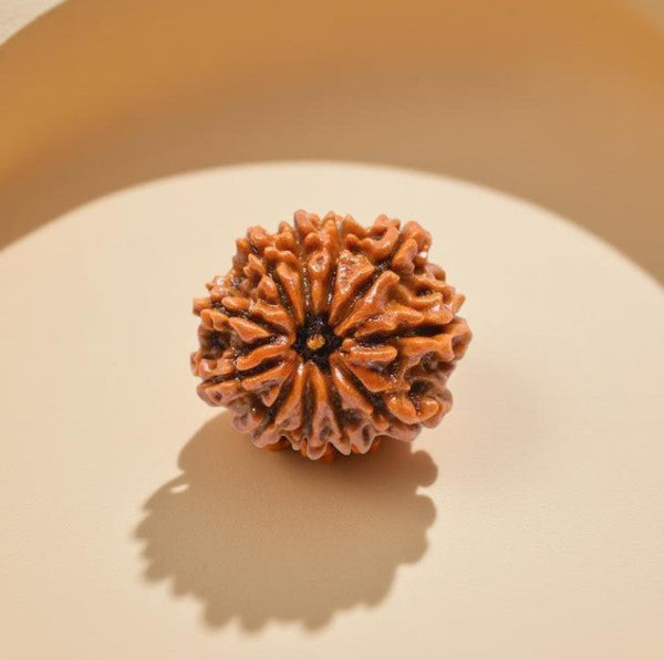 11 Mukhi Rudraksha Bead - Wisdom Charm