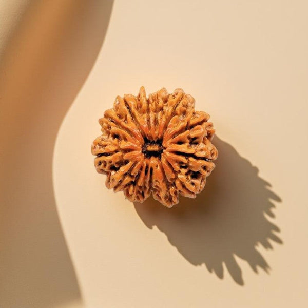 12 Mukhi Rudraksha Bead - Leadership Gem