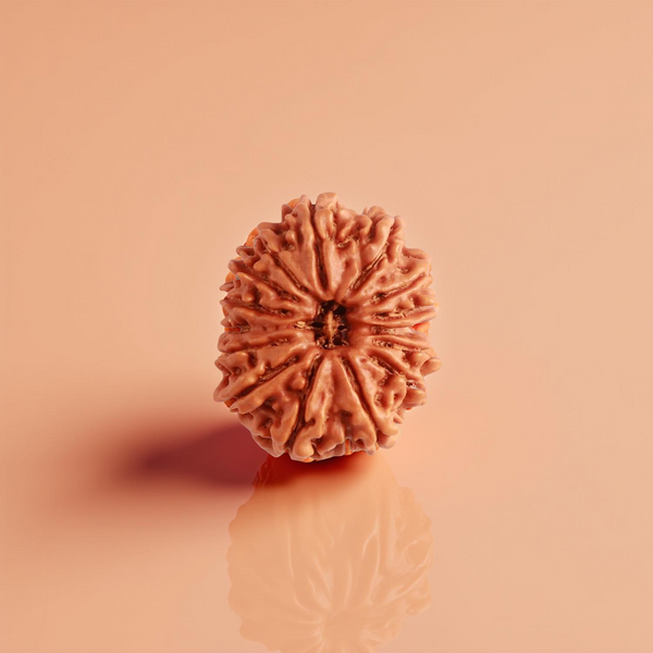 15 Mukhi Rudraksha Bead - Compassion Gem