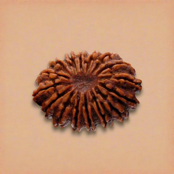 16 Mukhi Rudraksha Bead - Victory Charm