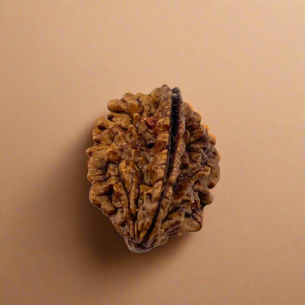 2 Mukhi Indonesian Rudraksha - Unity Bead