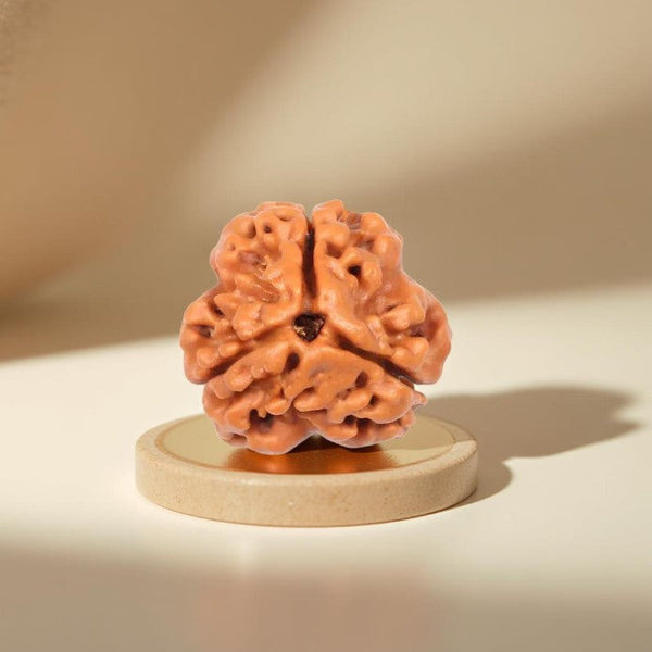 3 Mukhi Nepali Rudraksha - Energy Bead