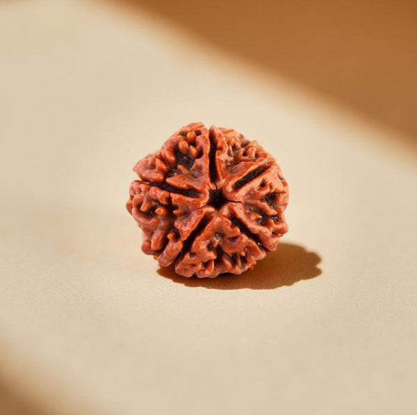 5 Mukhi Rudraksha Bead - Peace & Health