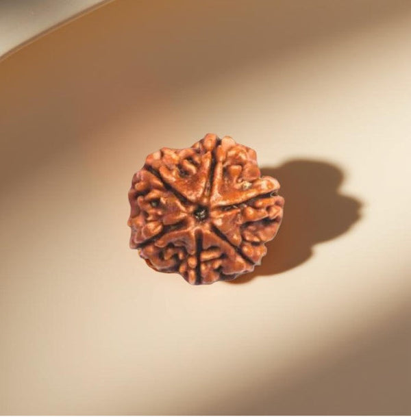 6 Mukhi Rudraksha Bead - Willpower Boost