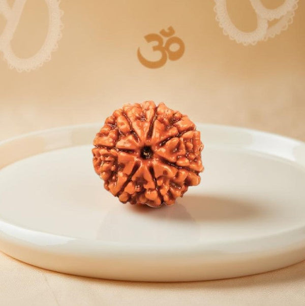 7 Mukhi Rudraksha Bead - Prosperity Gem
