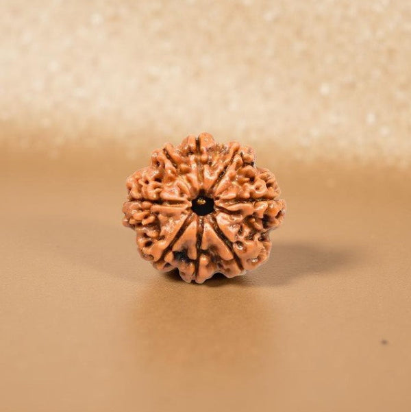 8 Mukhi Rudraksha Bead - Success Charm