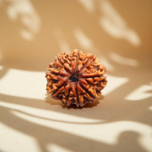9 Mukhi Rudraksha Bead - Divine Power