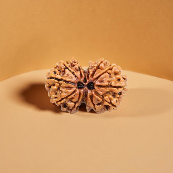 Gauri Shankar Rudraksha - Harmony Bead